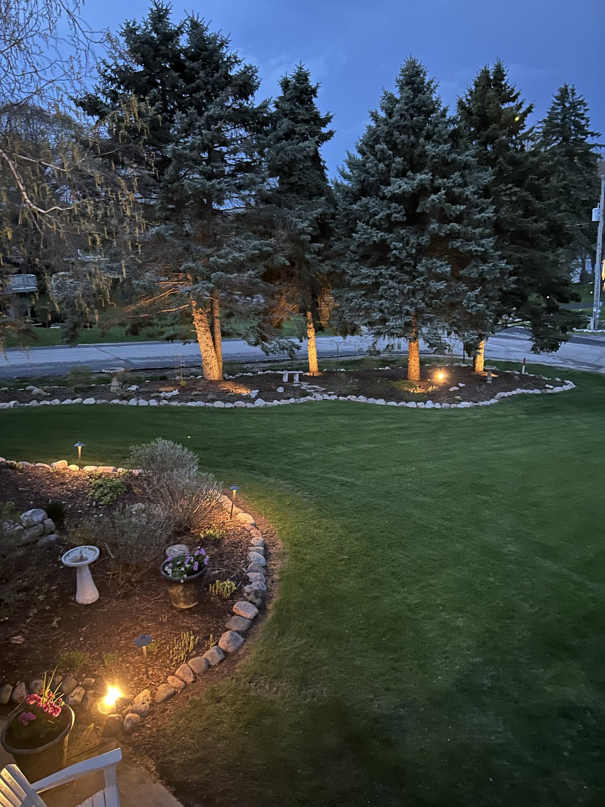 Twilight view of a front lawn with uplit blue spruce specimens, stone-edged planting bed, and pathway lights along a stone-edged garden