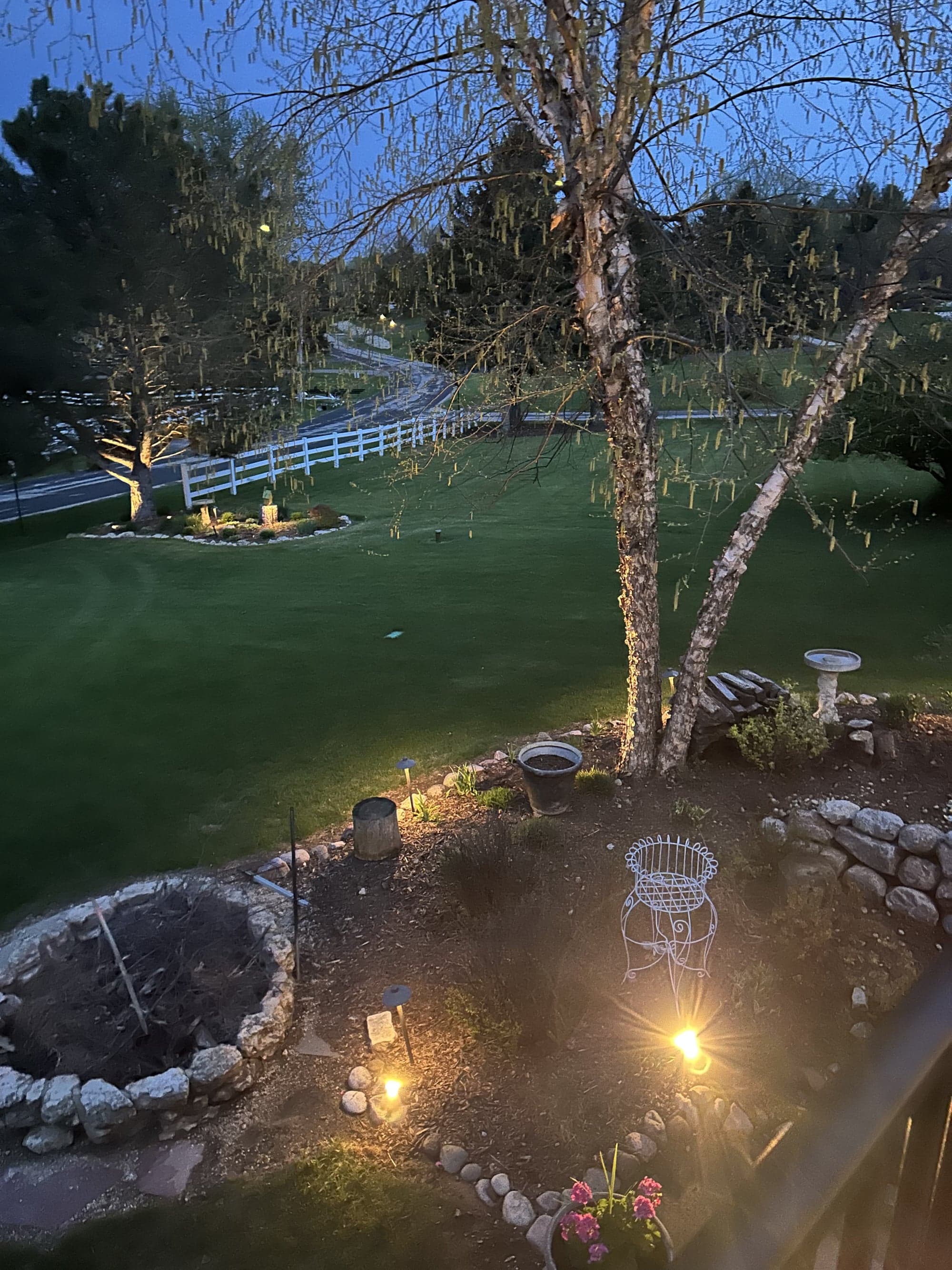 Backyard at twilight with a tall uplit white birch tree, stone-bordered planting beds, and a fire pit area with path lighting