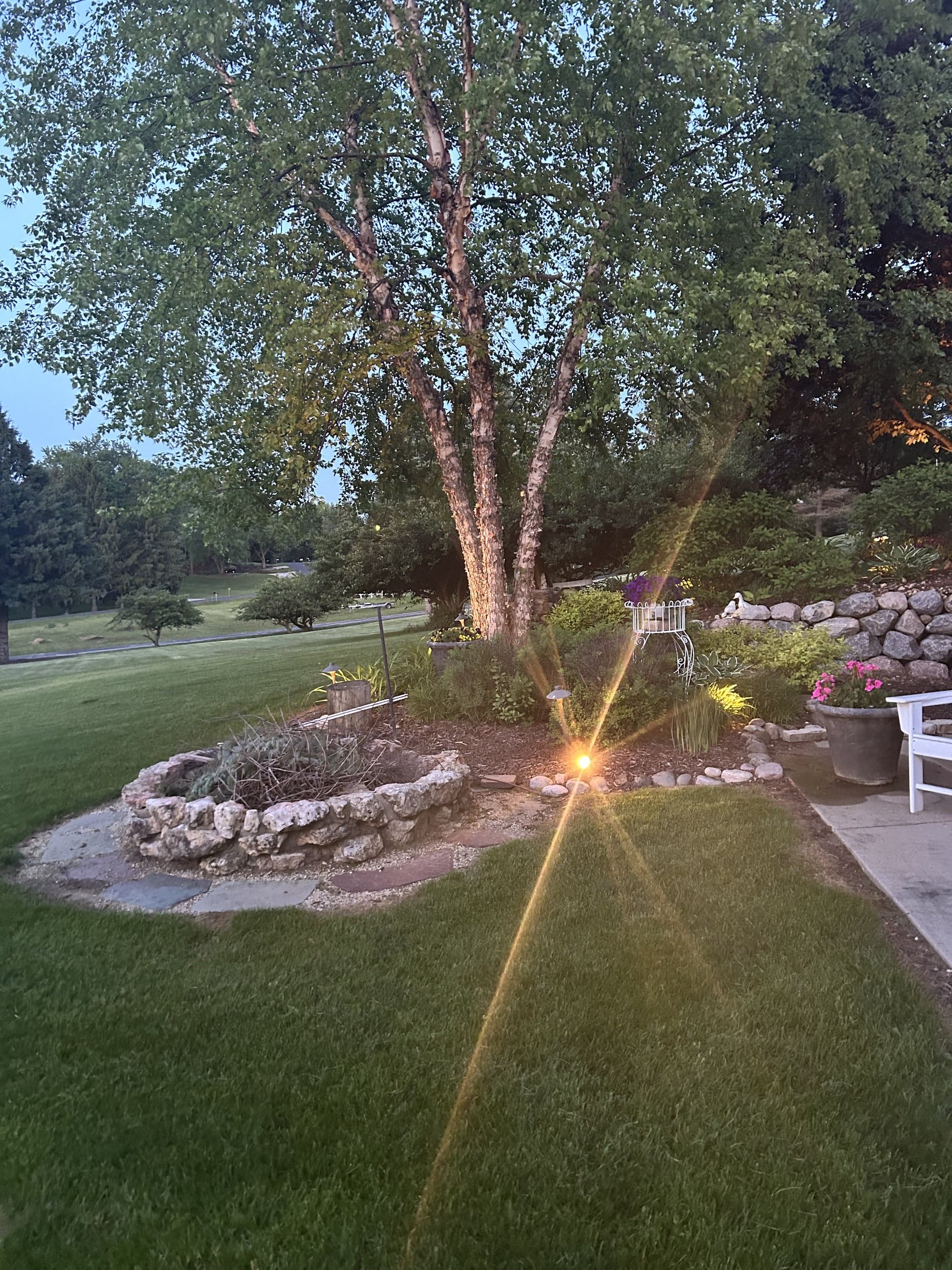 Backyard at twilight with a tall uplit birch tree, stone-bordered raised planting bed, and path lighting along a paver edge